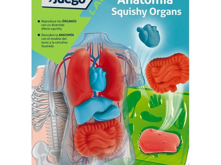 Kit Anatomia Squishy Organs