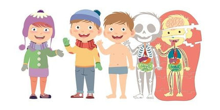 El Cuerpo Humano