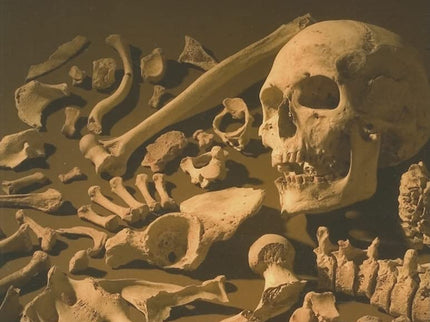 The Human Bone Manual
