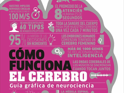 Cómo Funciona El Cerebro