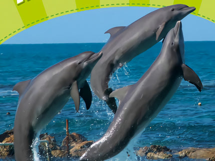 Libro Animal Athletes: The fastest flying insect is a dragonfly. A kangaroo can jump 13. 5 metres. Dolphins are intellig