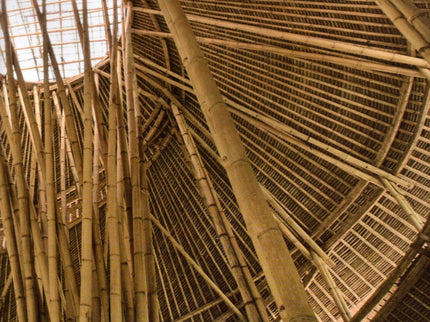 Portada del libro Bamboo