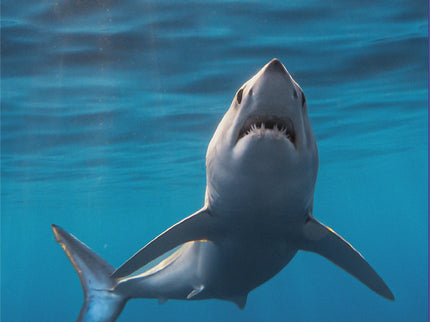 Tiburones