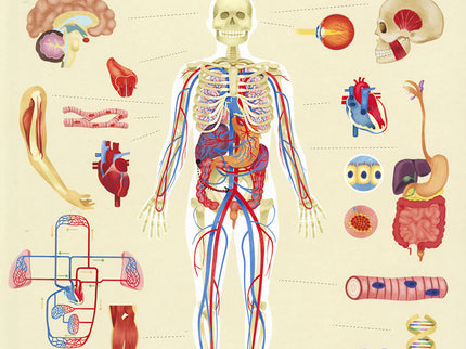 Humanatomía