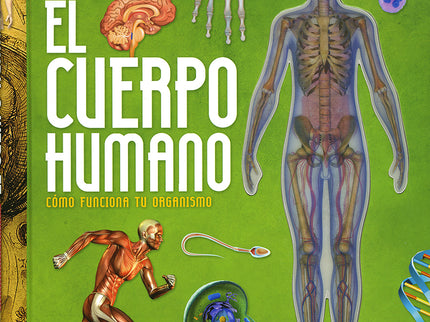 El Cuerpo Humano