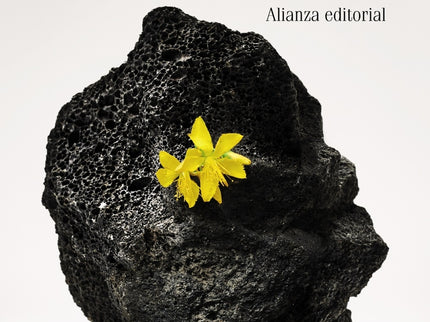 El Desierto, La Retama Y El Volcán: Antología