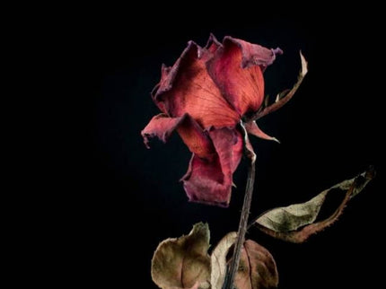 Libro La Materia Sensible: Los versos de La materia sensible son como las heridas del corazón, desconocidas e inevitables y tan profundas como la tierra. Al igual que las raíces de un árbol levantan el asfalto en un acto de supervivencia, las únicas formas que la vida conoce para abrirse camino frente al dolor son la rebelión y la desobediencia.