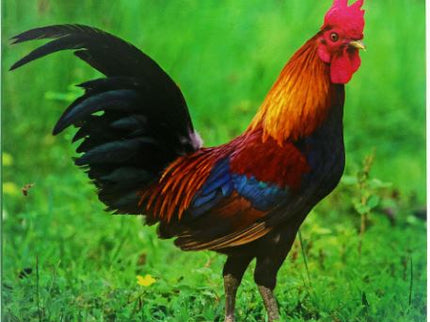 Animales De Granja