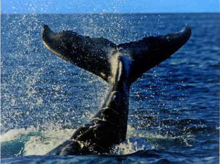 Animales Del Mar