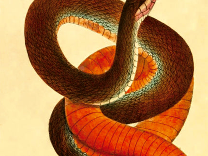 Serpientes