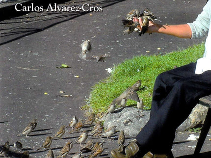 Aves Y Humanos O Viceversa