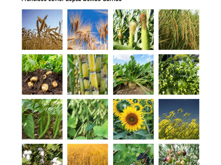 Plantas Que Cambiaron La Vida Del Hombre