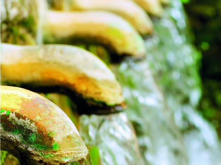 Libres Y Alegres En El Señor