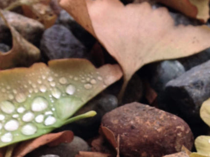 Gotas De Agua En Sequedal