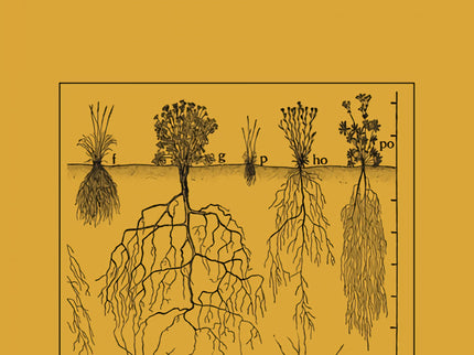El Río De La Conciencia