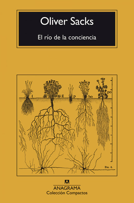 El Río De La Conciencia