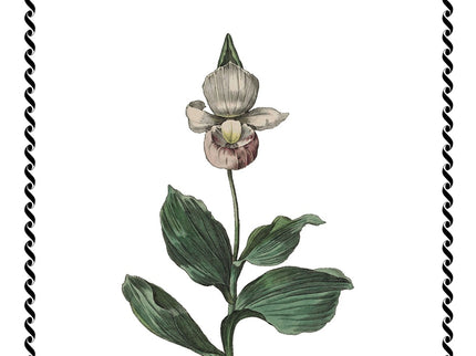 La Casa De Las Orquídeas