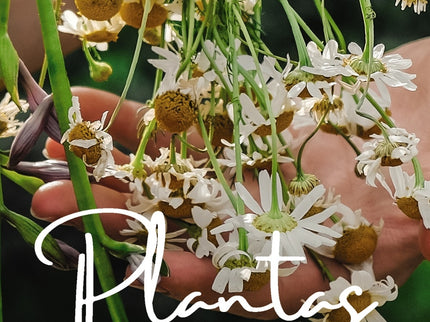 Plantas Medicinales. Guía De Bolsillo