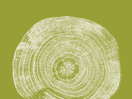 EN BUSCA DEL ARBOL MADRE - Suzanne Simard - Tapa blanda