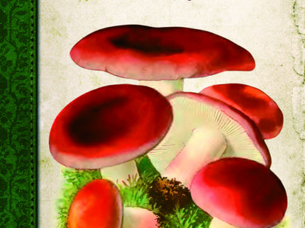 Libro Setas Y Hongos: La naturaleza nos hace regalos cada día y algunos de ellos son verdaderas joyas. Es el caso de las