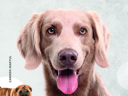 Enciclopedia Ilustrada Del Perro