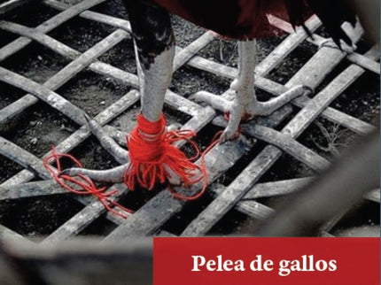 Libro Pelea De Gallos: Pelea de gallos narra desde diferentes voces el hogar, ese espacio que construye ?o destruye? a l