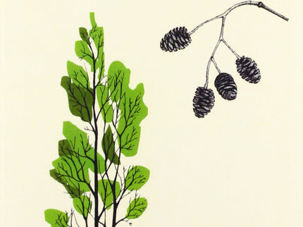 Libro Guía Para Reconocer Arboles Y Arbustos Caducifolios En Invierno: Esta guía incluye la mayor parte de los árboles y