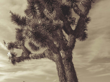 Libro El Llano En Llamas, Pedro Páramo Y Otras Obras: Hace cien años nació el más clásico escritor mexicano del siglo XX. Con tal motivo, este volumen reúne quince contribuciones que cubren las perspectivas críticas más diversas sobre la obra de Juan Rulfo.