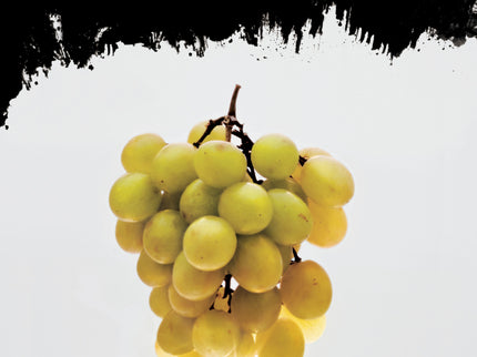 A La Luz Del Vino