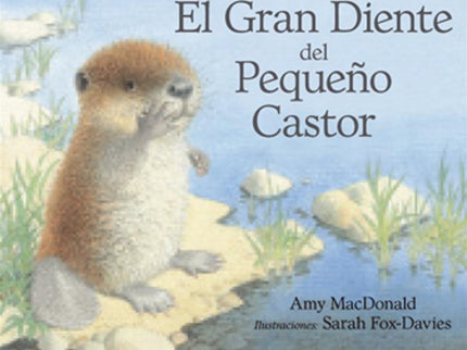 El Gran Diente Del Pequeño Castor
