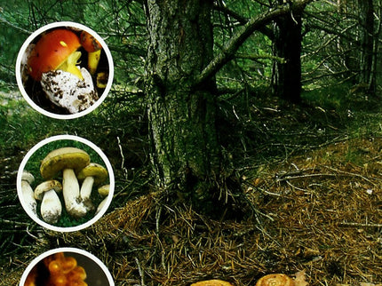 Hongos Y Setas: Tesoro De Nuestros Montes