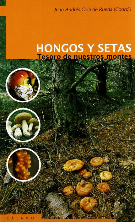 Hongos Y Setas: Tesoro De Nuestros Montes