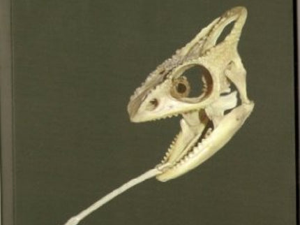 Mi Lengua Mata