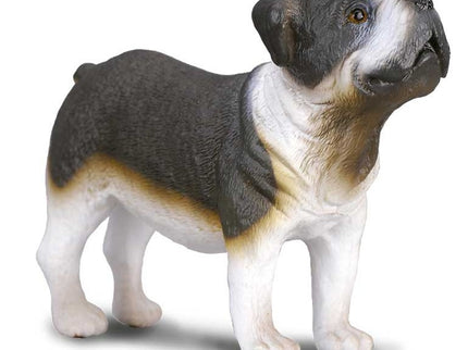 BULLDOG -M- 88179 COLLECTA