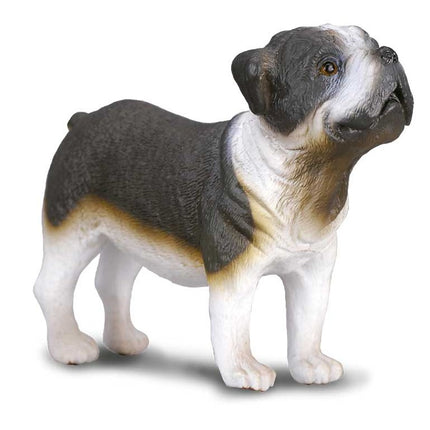 BULLDOG -M- 88179 COLLECTA