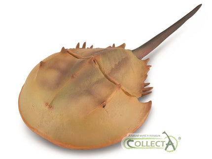 CANGREJO HERRADURA - XL - 88905 - COLLECTA