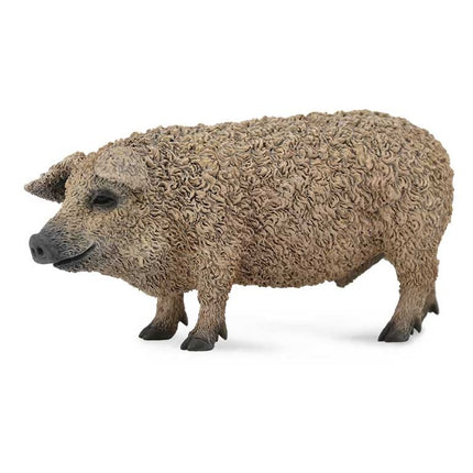 CERDO MANGALICA -M- 88674 COLLECTA