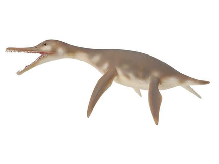 DOLICHORHYNCHOPS -M- 88520 COLLECTA