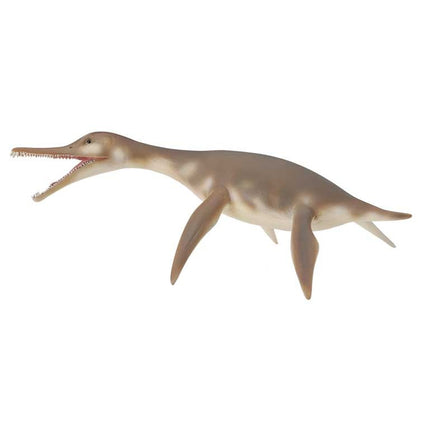 DOLICHORHYNCHOPS -M- 88520 COLLECTA