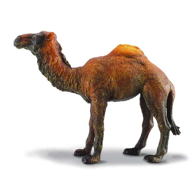 DROMEDARIO -L- 88208 COLLECTA