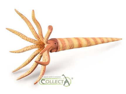 ORTHOCERAS - L - 88903 - COLLECTA