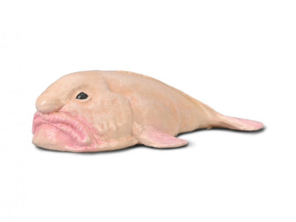 PEZ BORRÓN -M- 80037 COLLECTA