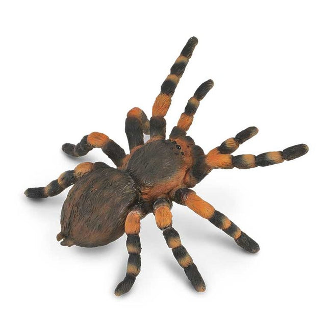 TARÁNTULA ROJA MEXICANA - L - 88338 - COLLECTA