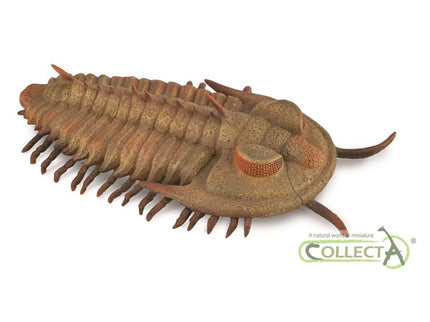TRILOBITA- L - 88906 - COLLECTA